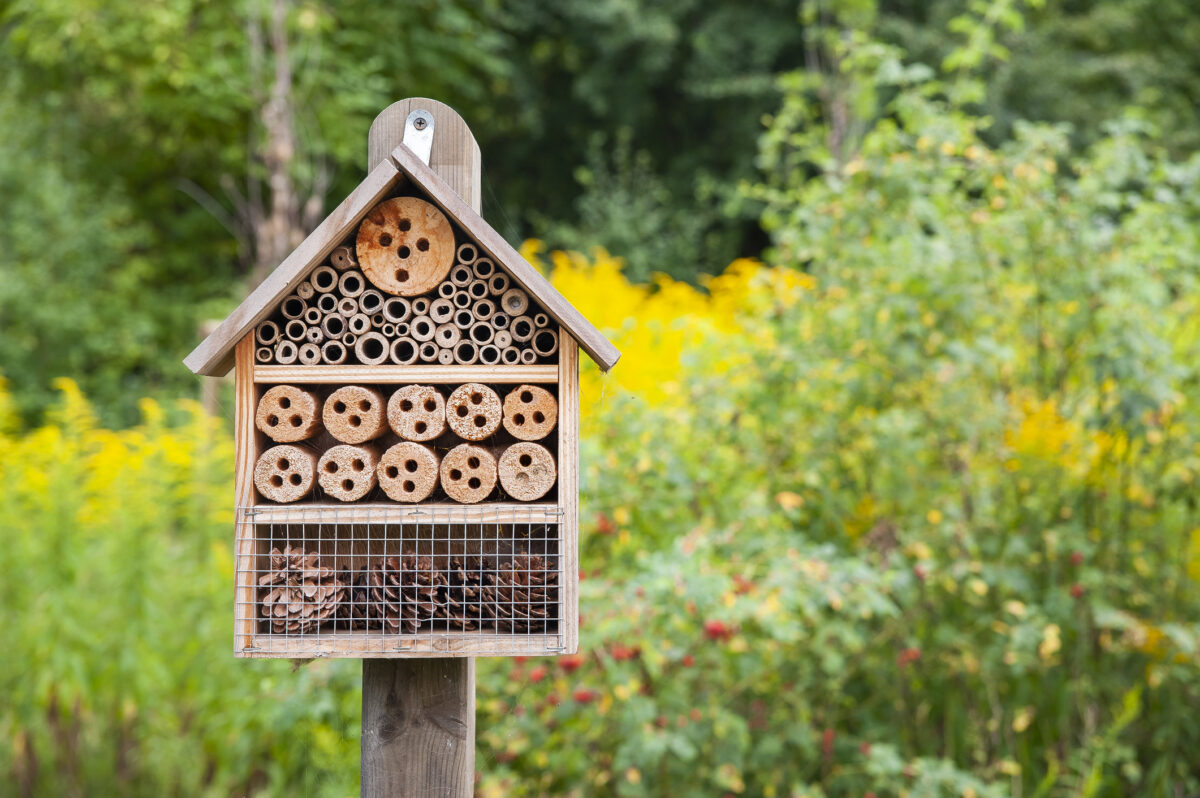 Come costruire un “bug hotel”, la casetta per gli insetti