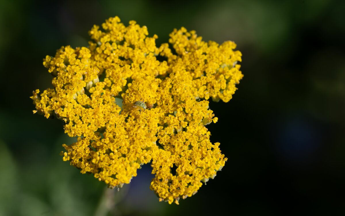 Infuso di achillea per la cura naturale delle piante