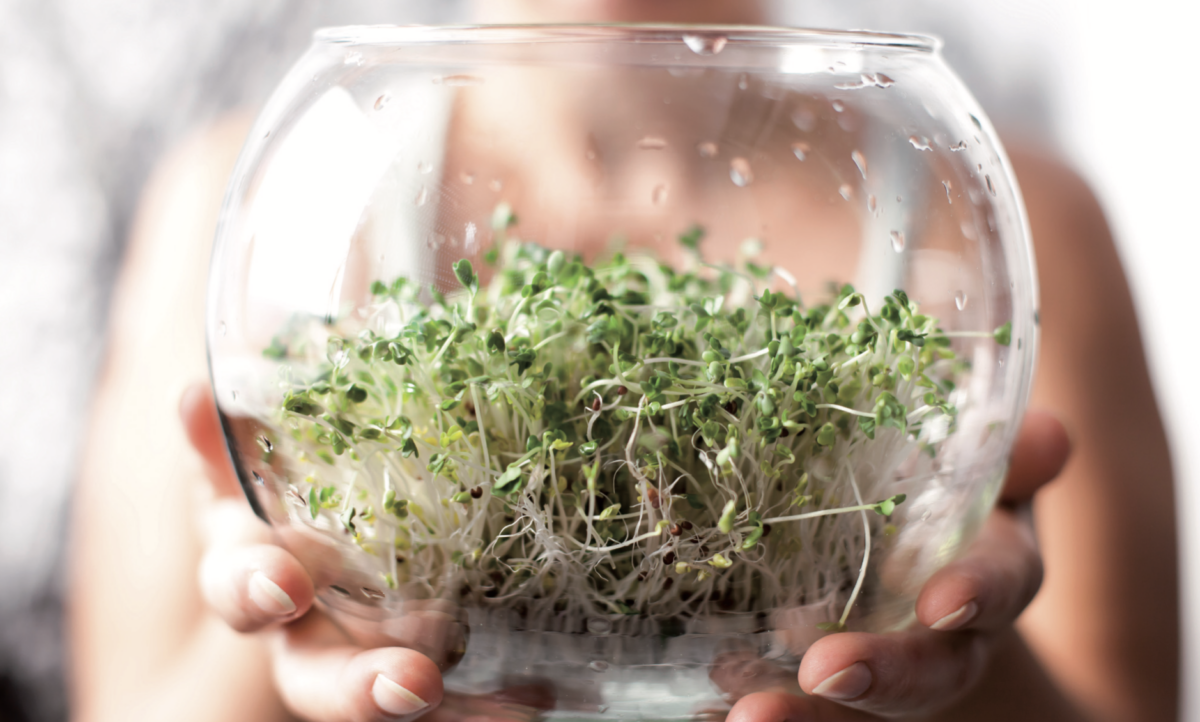 Prepariamo in casa i germogli: un pieno di nutrienti