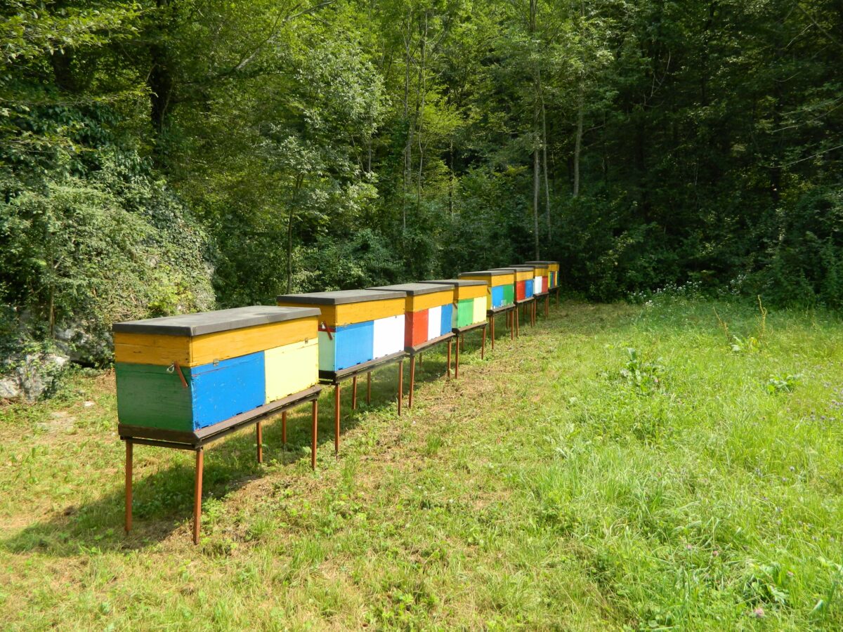 Impariamo a costruire un’arnia Veuille
