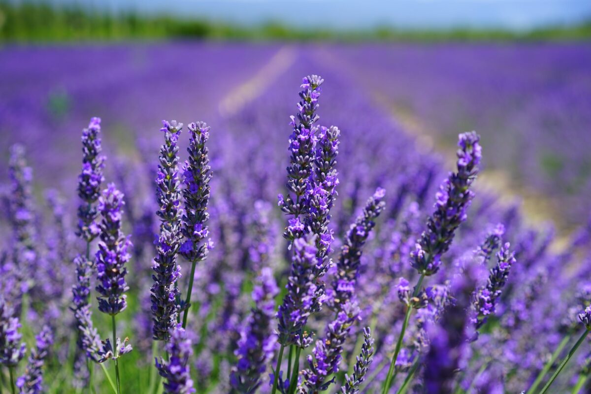 Difendere l’orto con preparati a base di lavanda