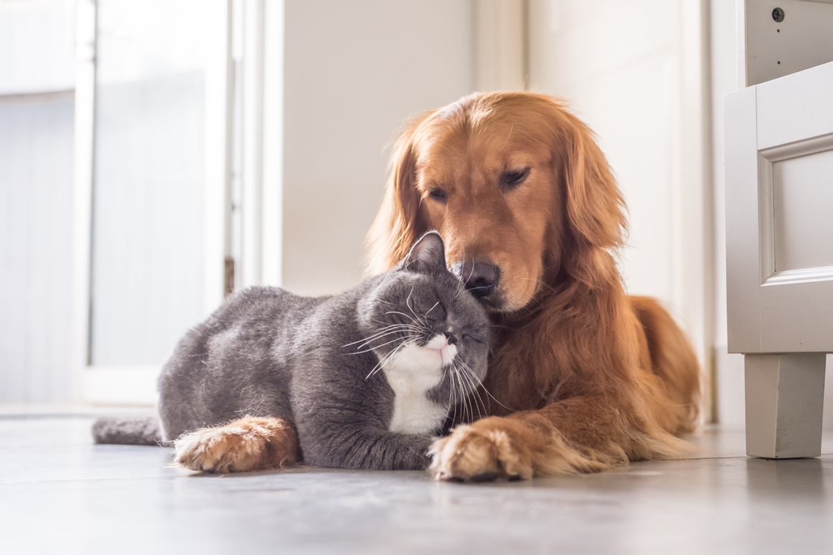 L’osteopatia utile anche per i nostri amici animali