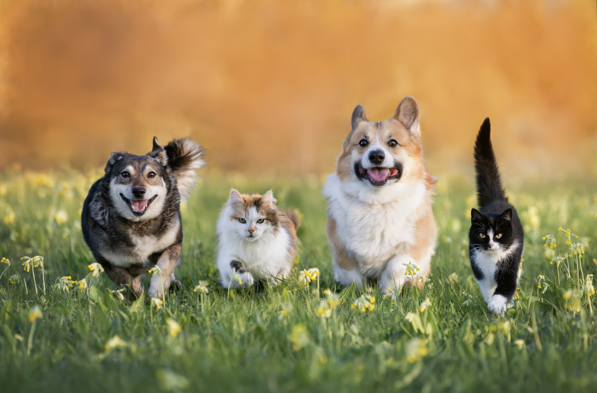 Il benessere naturale del cane e del gatto