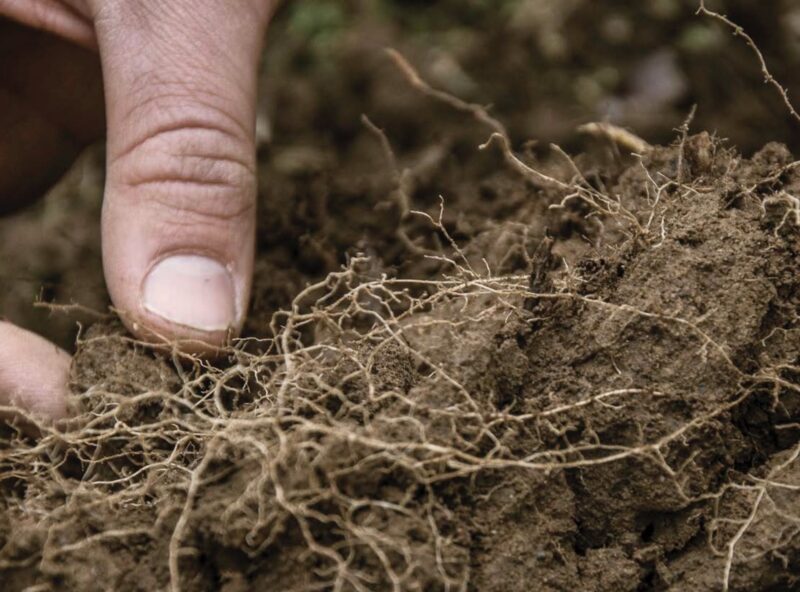 Agricoltura organica e rigenerativa: imparare a "leggere" il suolo