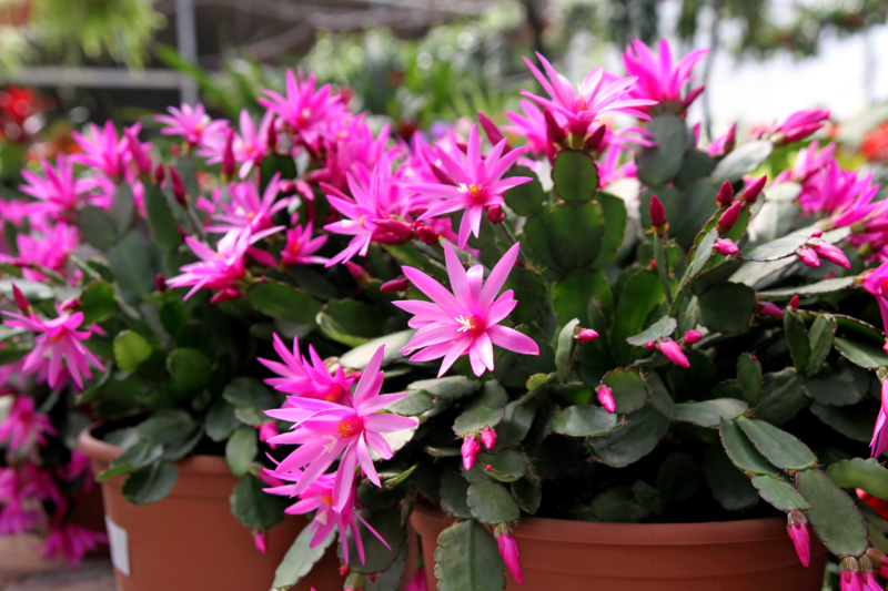 Consigli di giardinaggio: il cactus di Pasqua