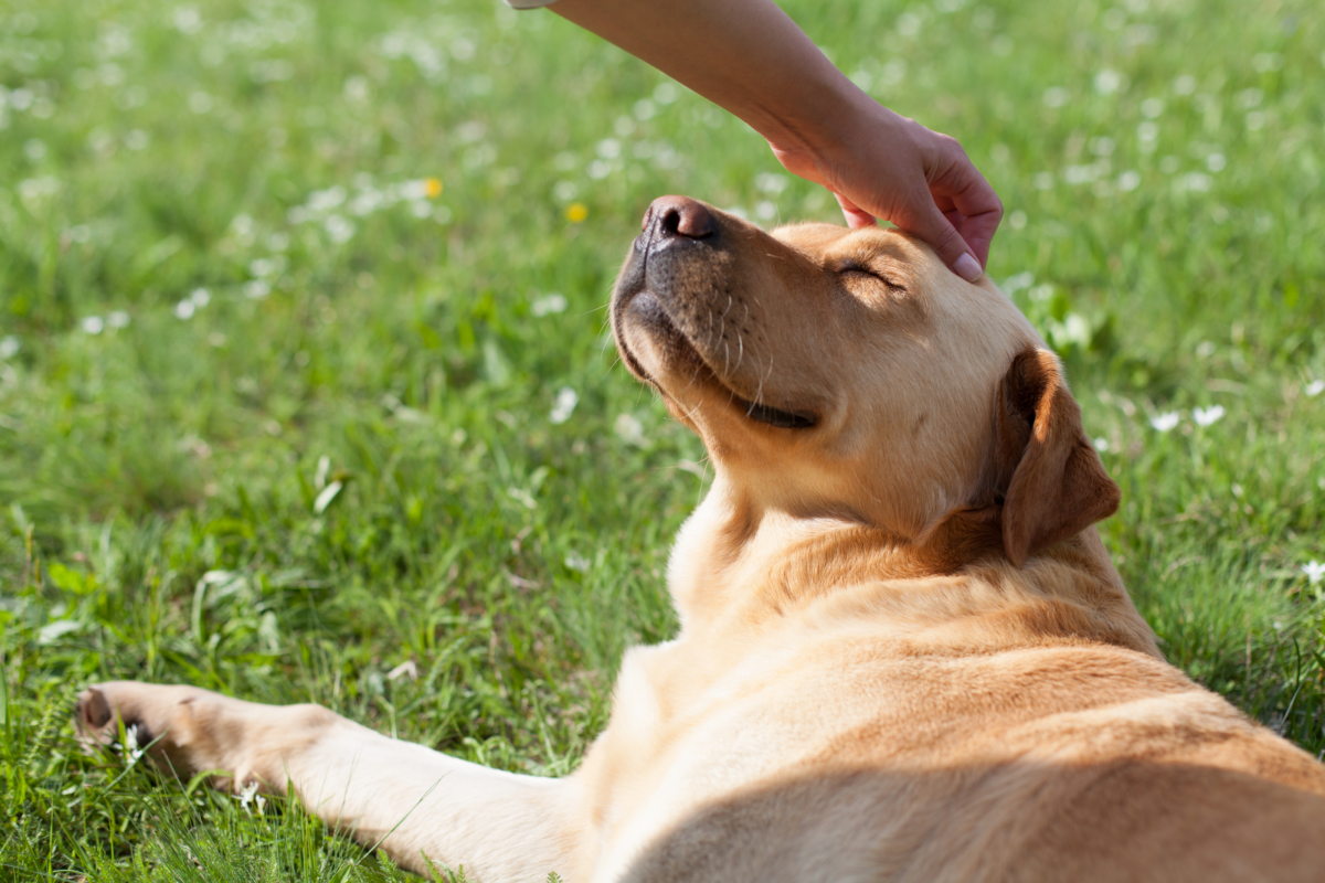 Il kit di rimedi naturali d’emergenza per il cane