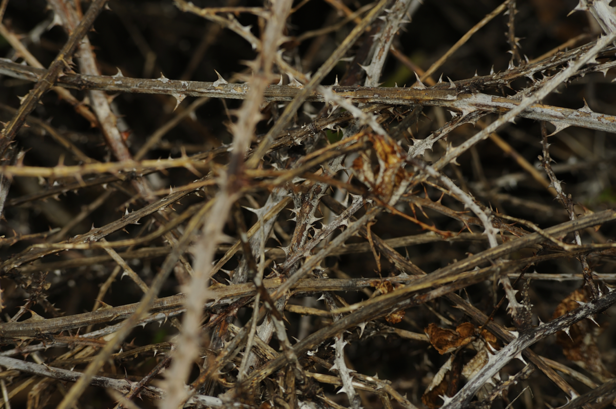 Come liberarsi dai rovi