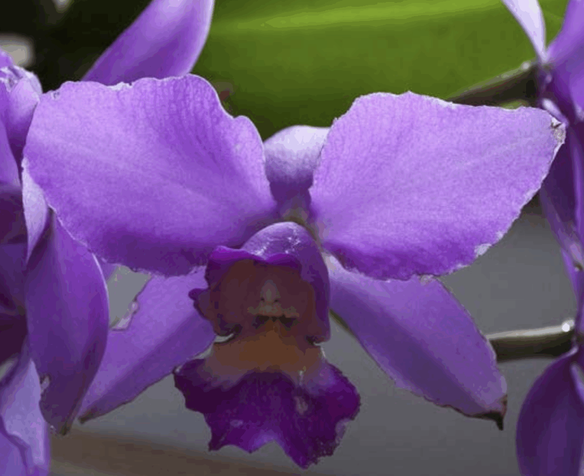 Le orchidee Cattleya: cure per la coltivazione