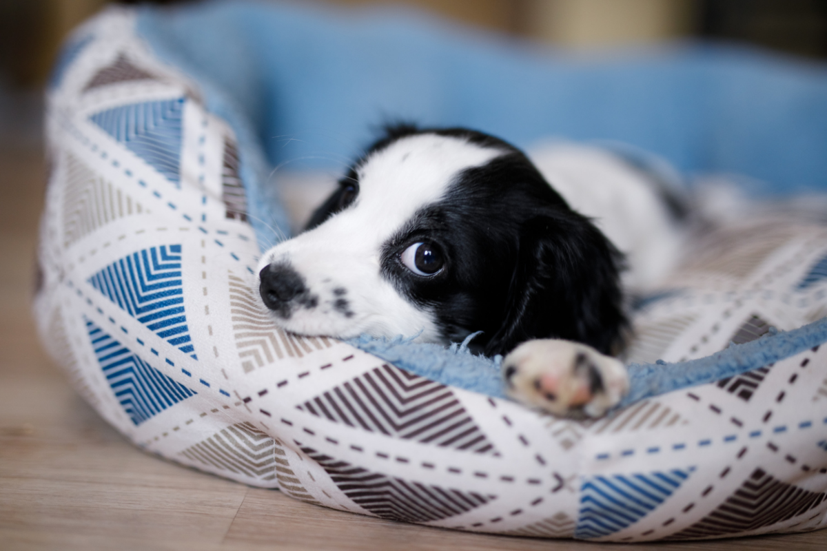 La comunicazione del cane. Quando i segnali devono farci preoccupare?