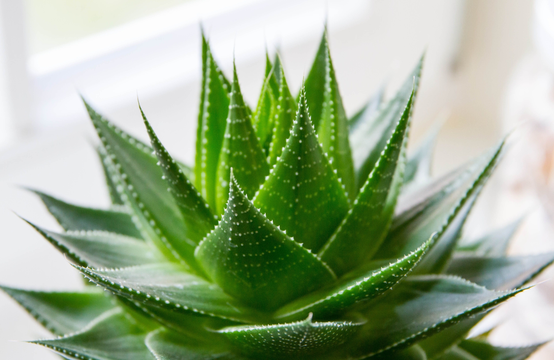 eveline aloe vera Eveline Cosmetics Organic Aloe Moisturizing and Mattifying Face Gel 50 ml main image 0