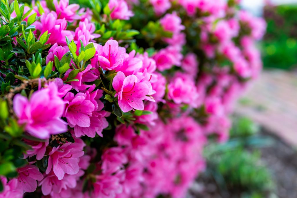 Azalea: curarla naturalmente