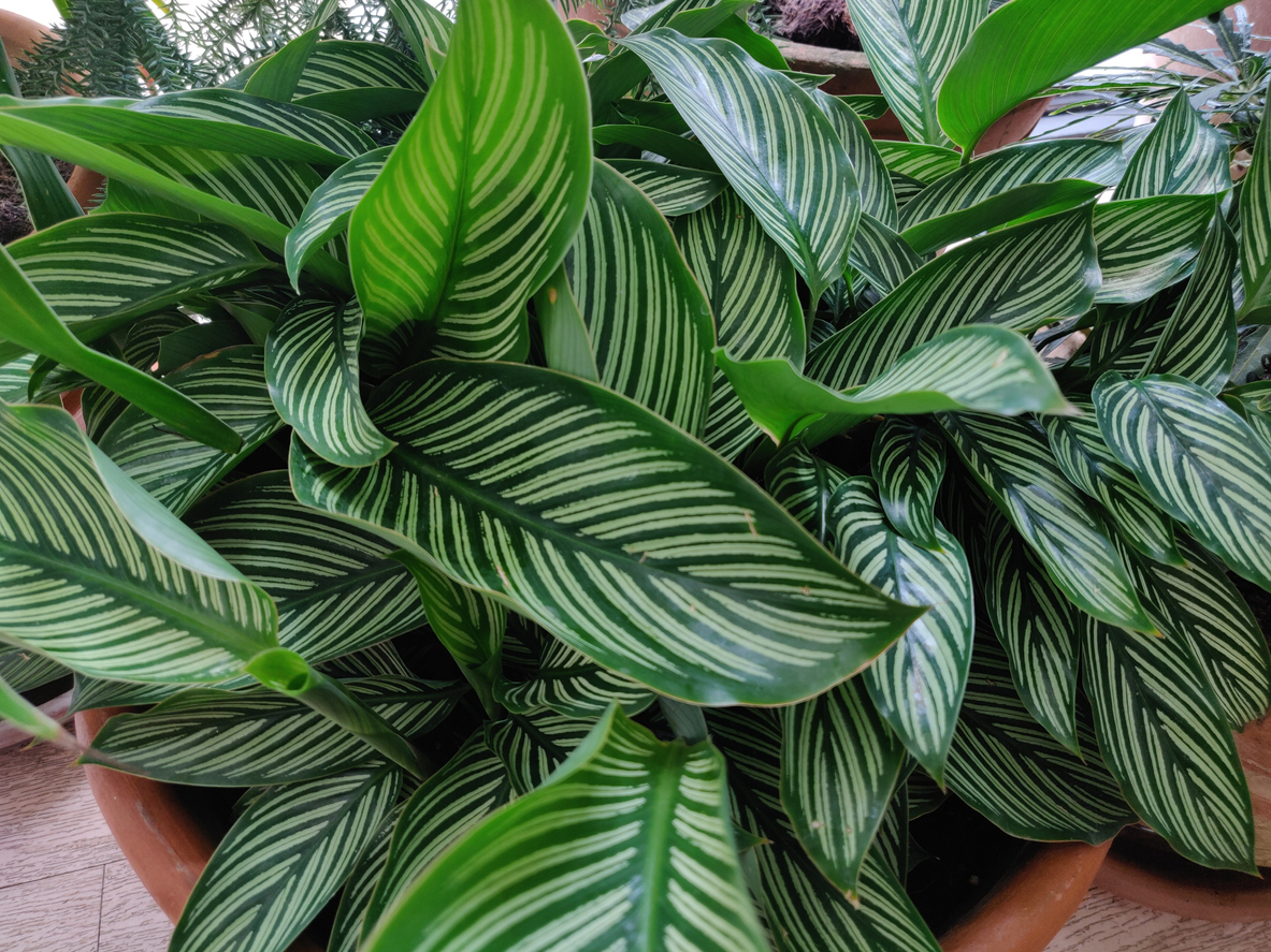 Calathea. Coltivare la "pianta pavone"