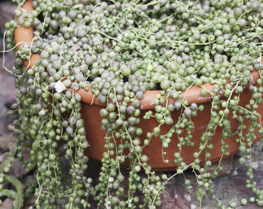 “Collana di perle”, la piccola succulenta del deserto