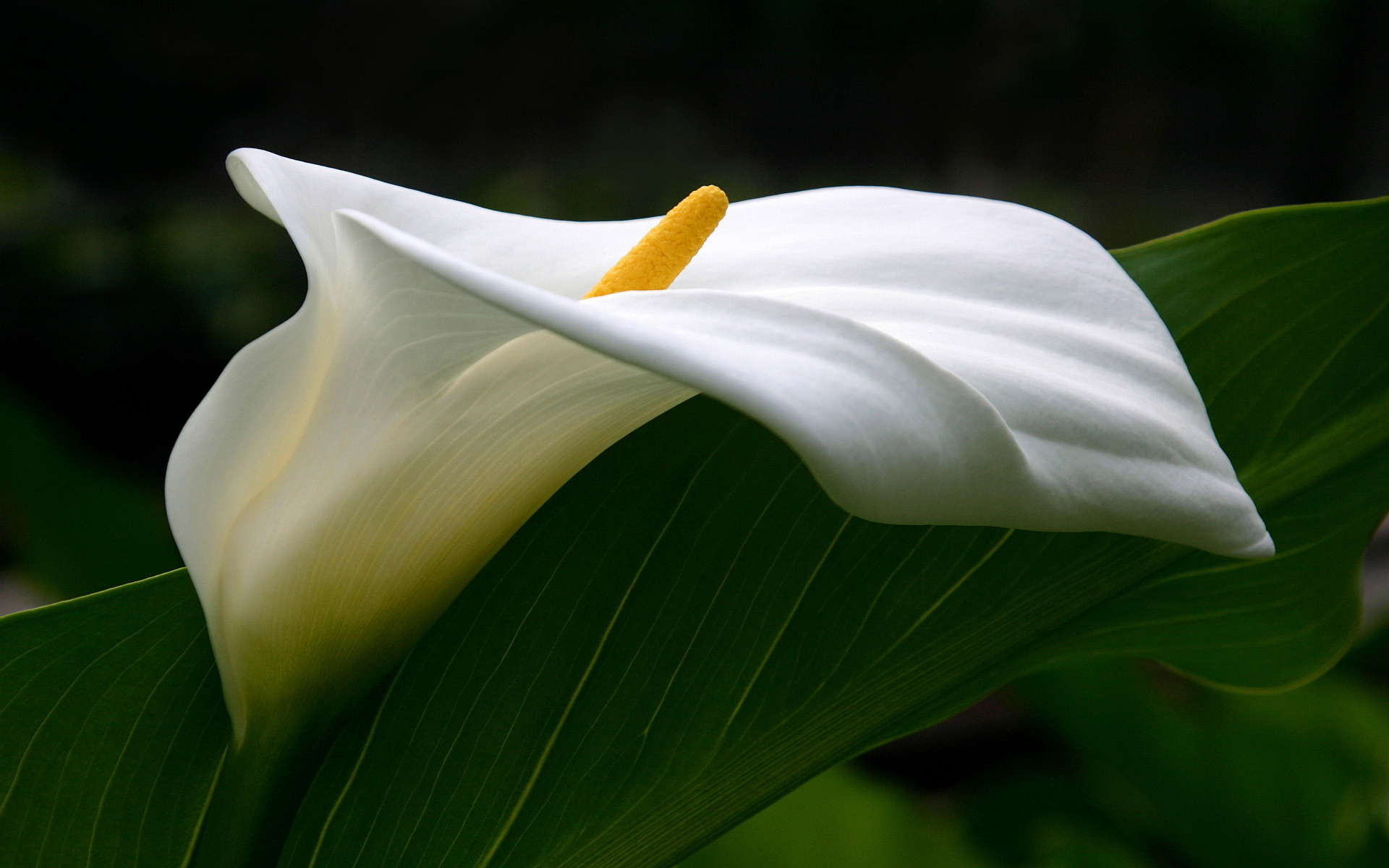 Calla Fa Come coltivare la calla