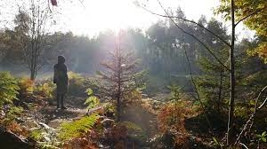 Hambachers, la resistenza ecologista nella foresta della Renania