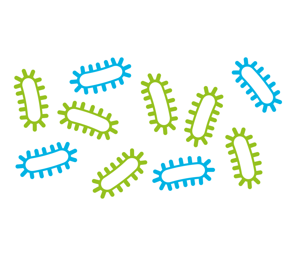 Il microbiota intestinale e le sue funzioni per l’organismo