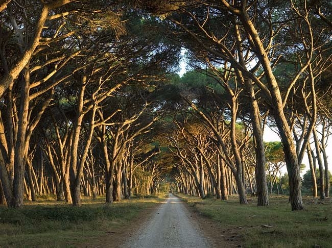 Petizione per il Parco di San Rossore: «No a base militare»