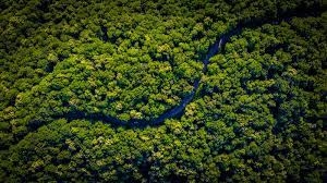 Quasi 4000 km quadrati di foresta amazzonica distrutti nei primi sei mesi del 2022