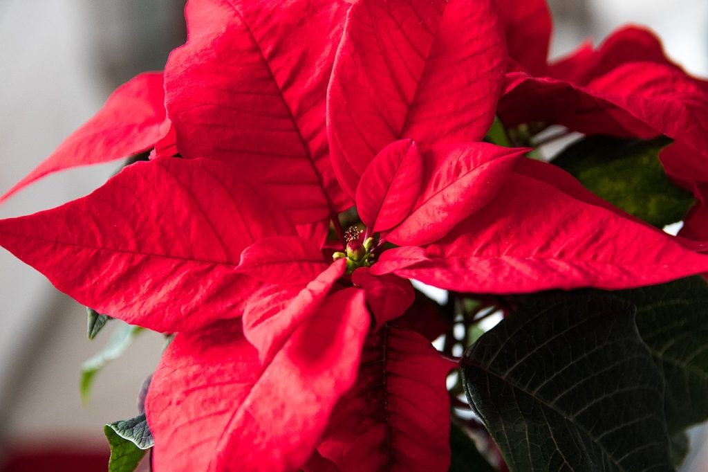 Stella di Natale: bella tutto l’anno