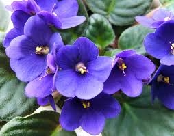 Violetta africana: come coltivarla