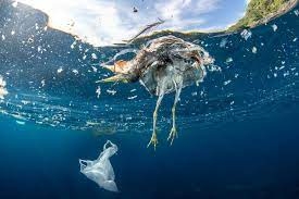Wwf: «Plastica, inquinamento oceani sarà quattro volte maggiore entro il 2050»