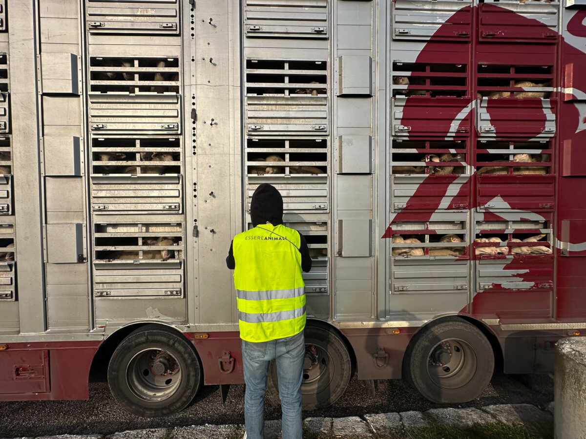 Essere Animali: «Agnelli dall’est Europa trasportati in condizioni inaccettabili»