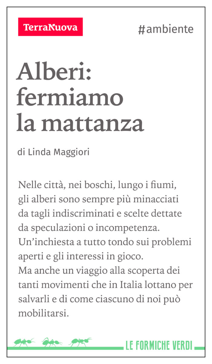Alberi: fermiamo la mattanza, il libro-inchiesta di Linda Maggiori
