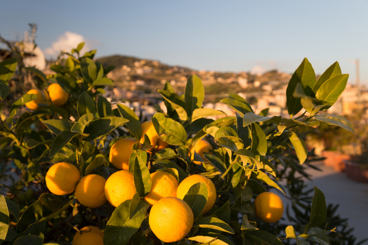 La Calabria avrà la sua prima sperimentazione di agrumeti in agroecologia
