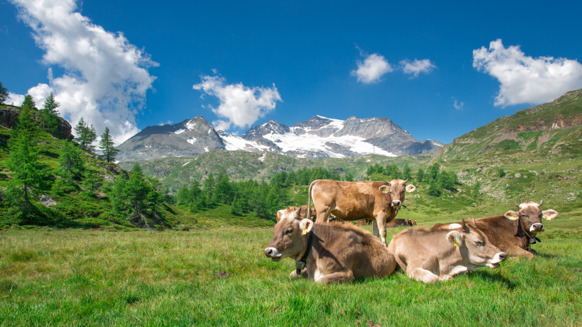 Triarico: «Una legge per la dignità animale»