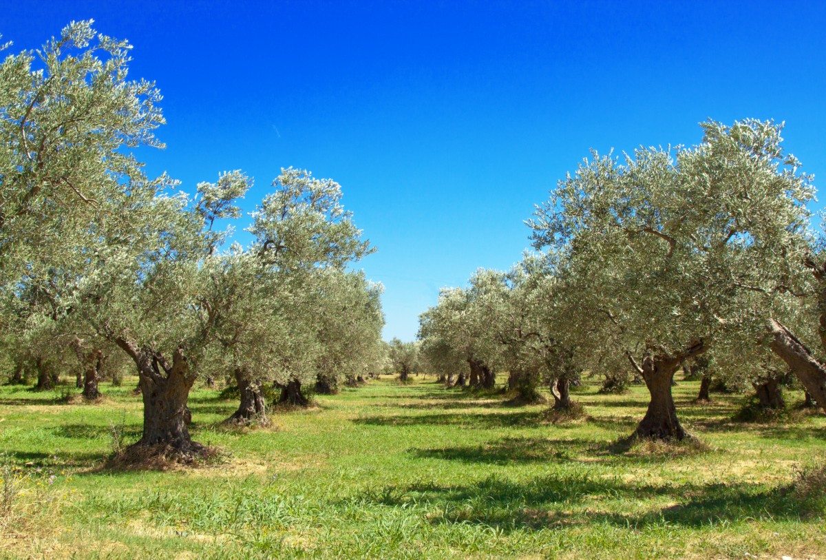 Xylella: i comitati trasmettono gli atti della polizia giudiziaria alle commissioni di indagine