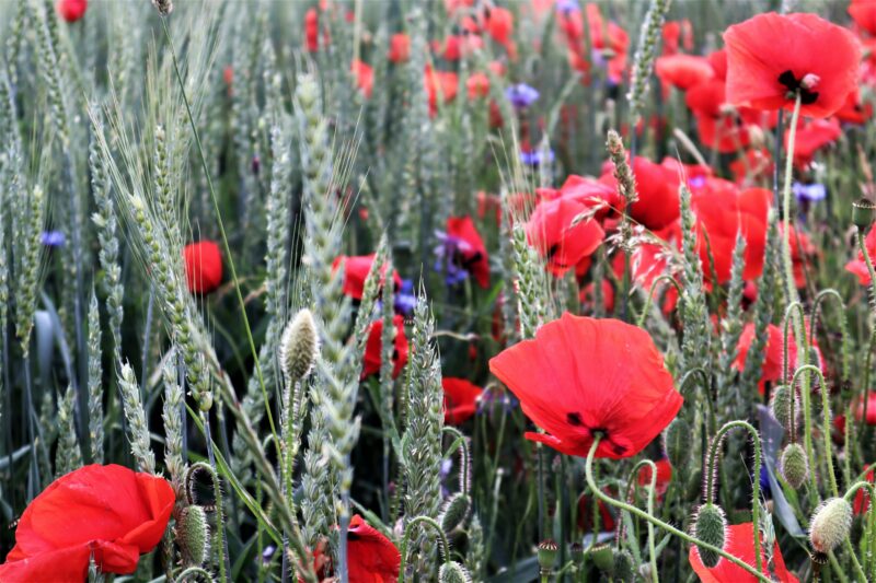 Demeter: «L'agricoltura biodinamica difende la biodiversità»