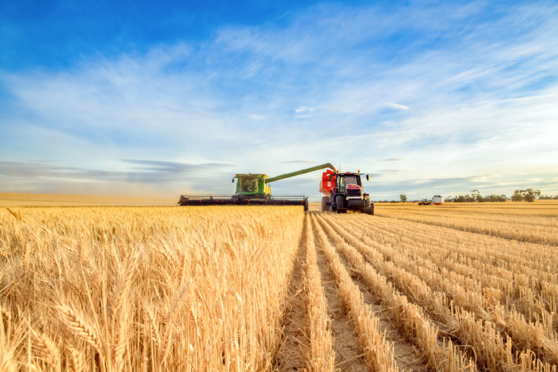 agricoltura intensiva