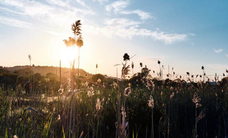 biodiversità