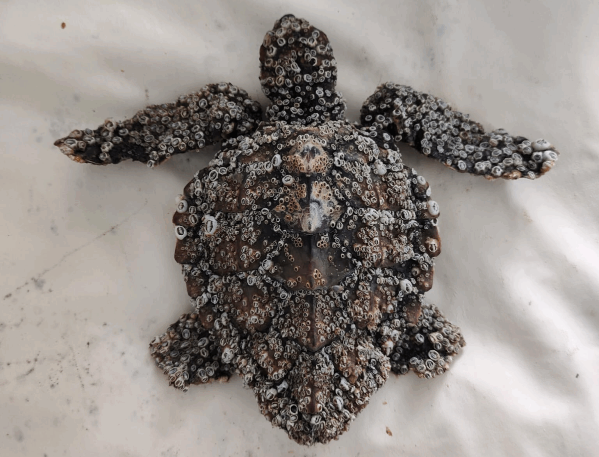 Fondazione Cetacea: «Salvate tartarughe marine debilitate»