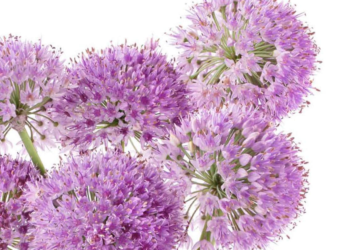 L’aglio ornamentale: come coltivarlo