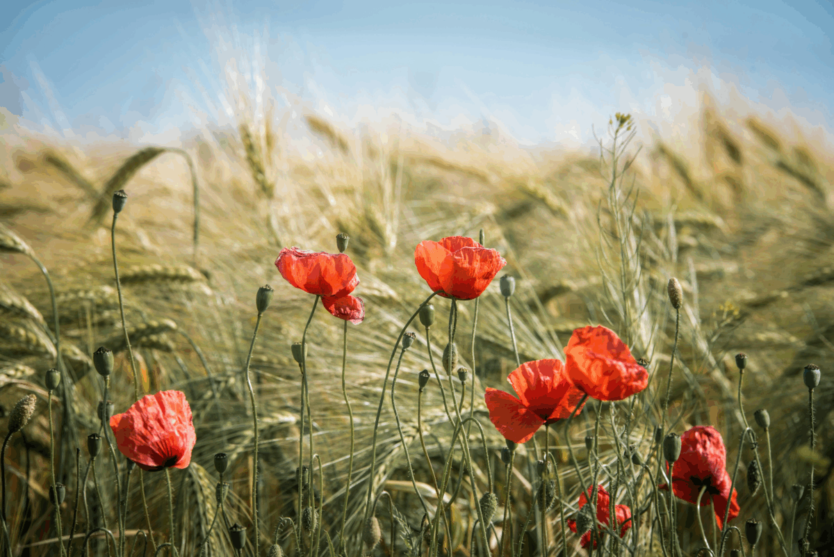 Convegno “L’agricoltura come arte sociale”