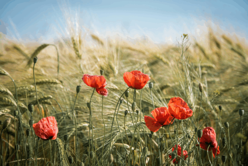 agricoltura grano campo