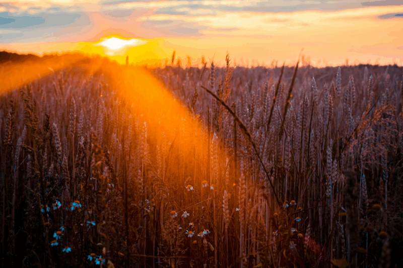 agroecologia campi agricoltura