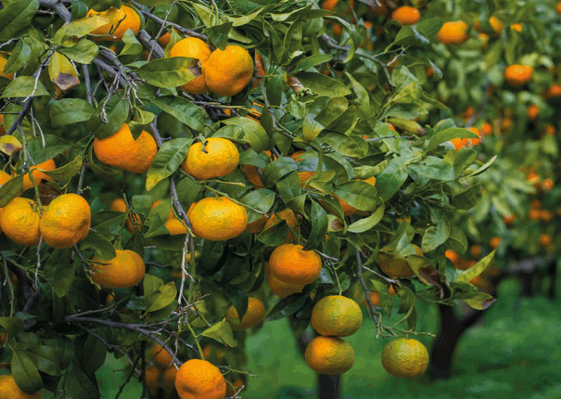 alberi da frutto bio