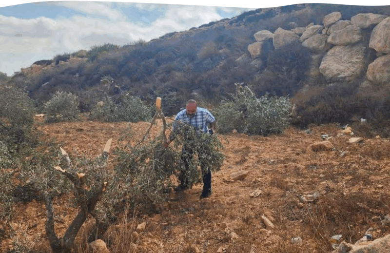 ulivi di pace report Acs