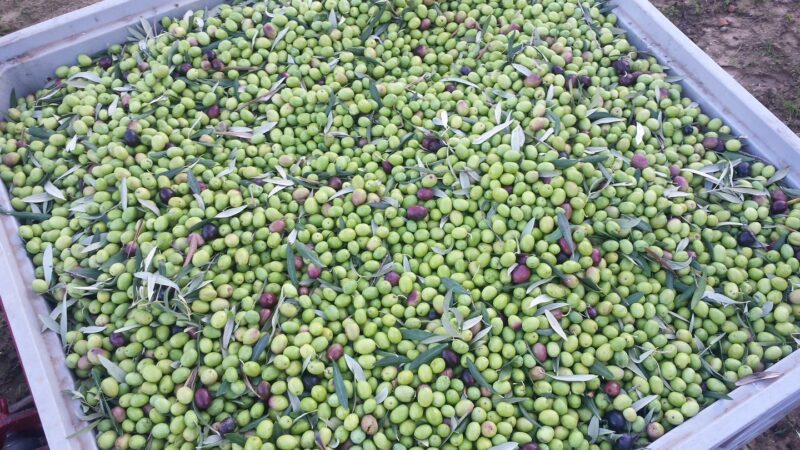 Pata, il frantoio che salvaguarda il territorio