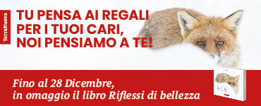 TN/un-dono-di-natale-per-te-2025