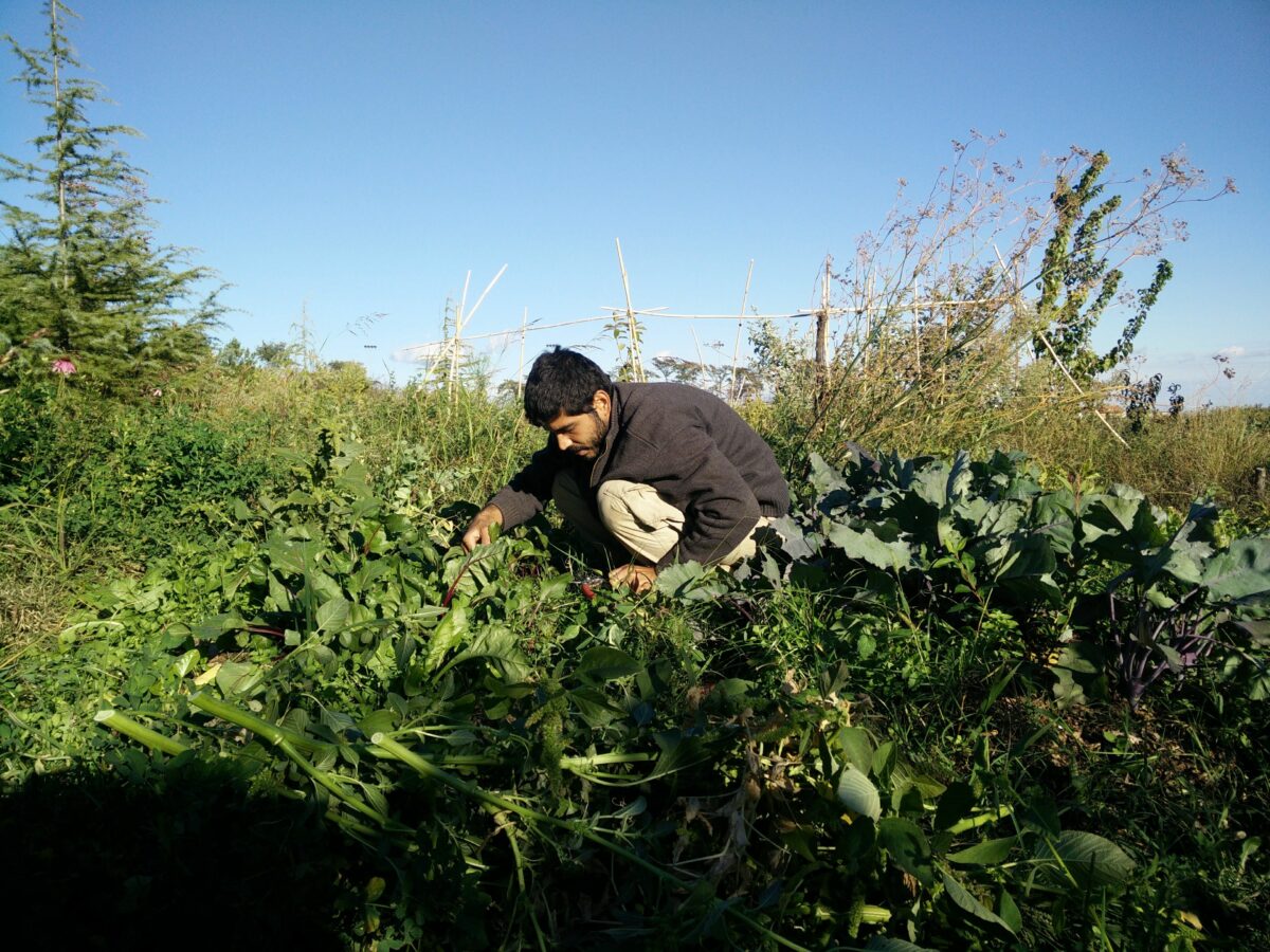 Shizen: la fattoria che pratica l&rsquo;Agricoltura del Non Fare