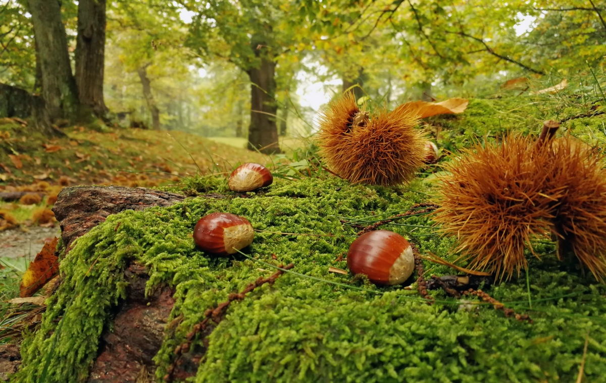 Giornata delle foreste. Slow Food: &laquo;Salviamo i castagneti&raquo;
