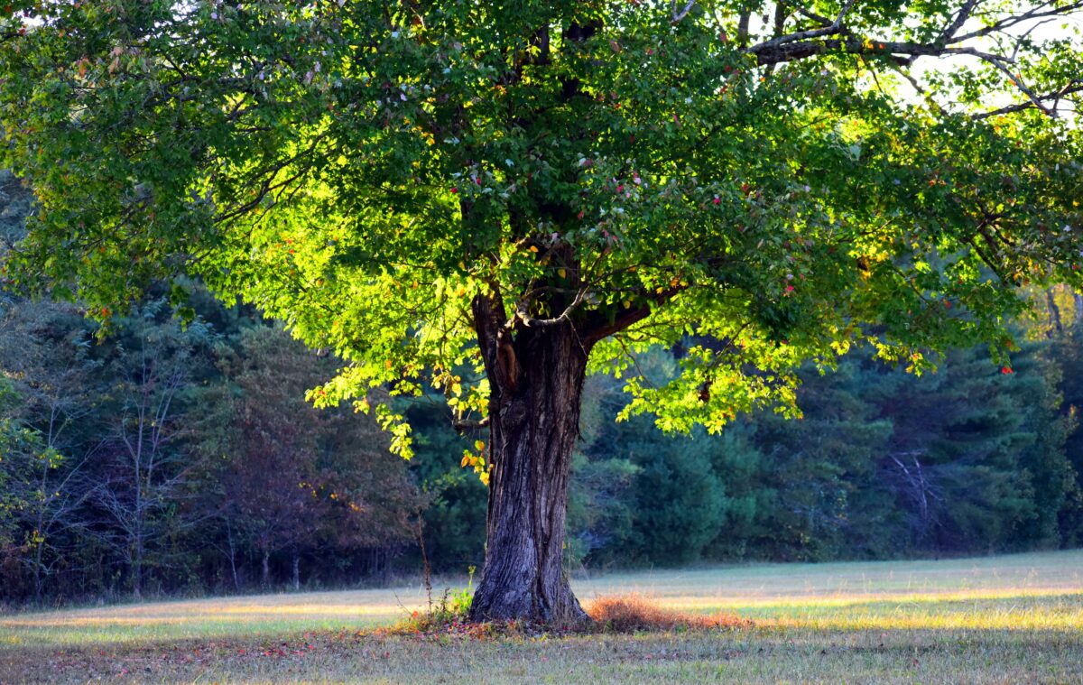 Triarico: &laquo;Fenomenologia della potatura&raquo;