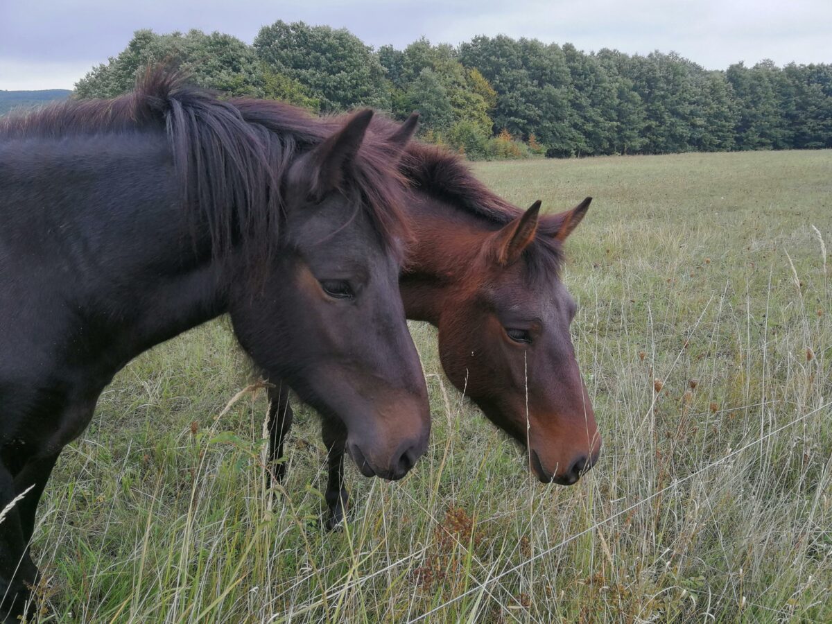 Asini, cavalli, umani: un nuovo modo di pensare la relazione