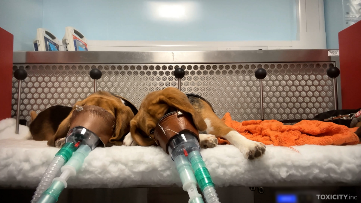 Lav: &laquo;Gli orrori dei test di tossicit&agrave; sugli animali&raquo;