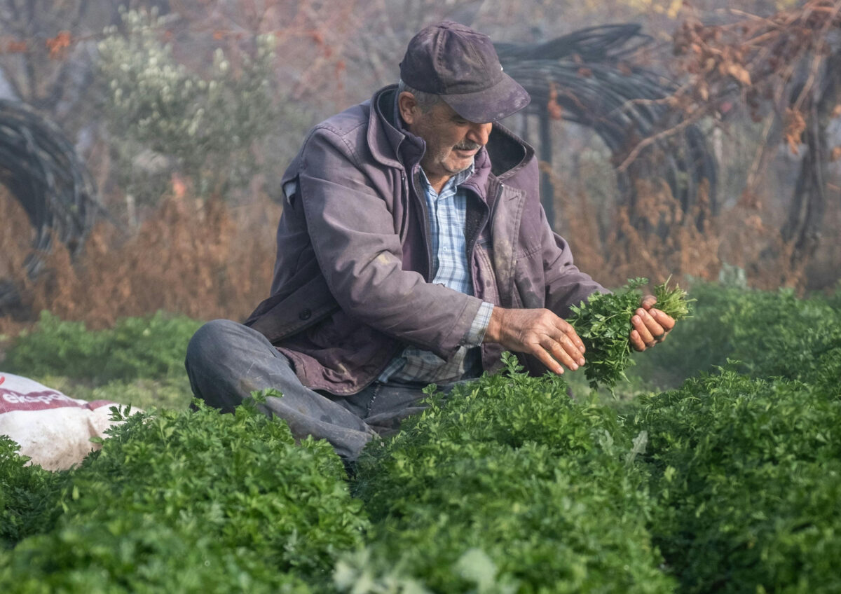Ari: &laquo;Coltivi bio? Attenzione agli Ogm accanto al tuo campo&raquo;