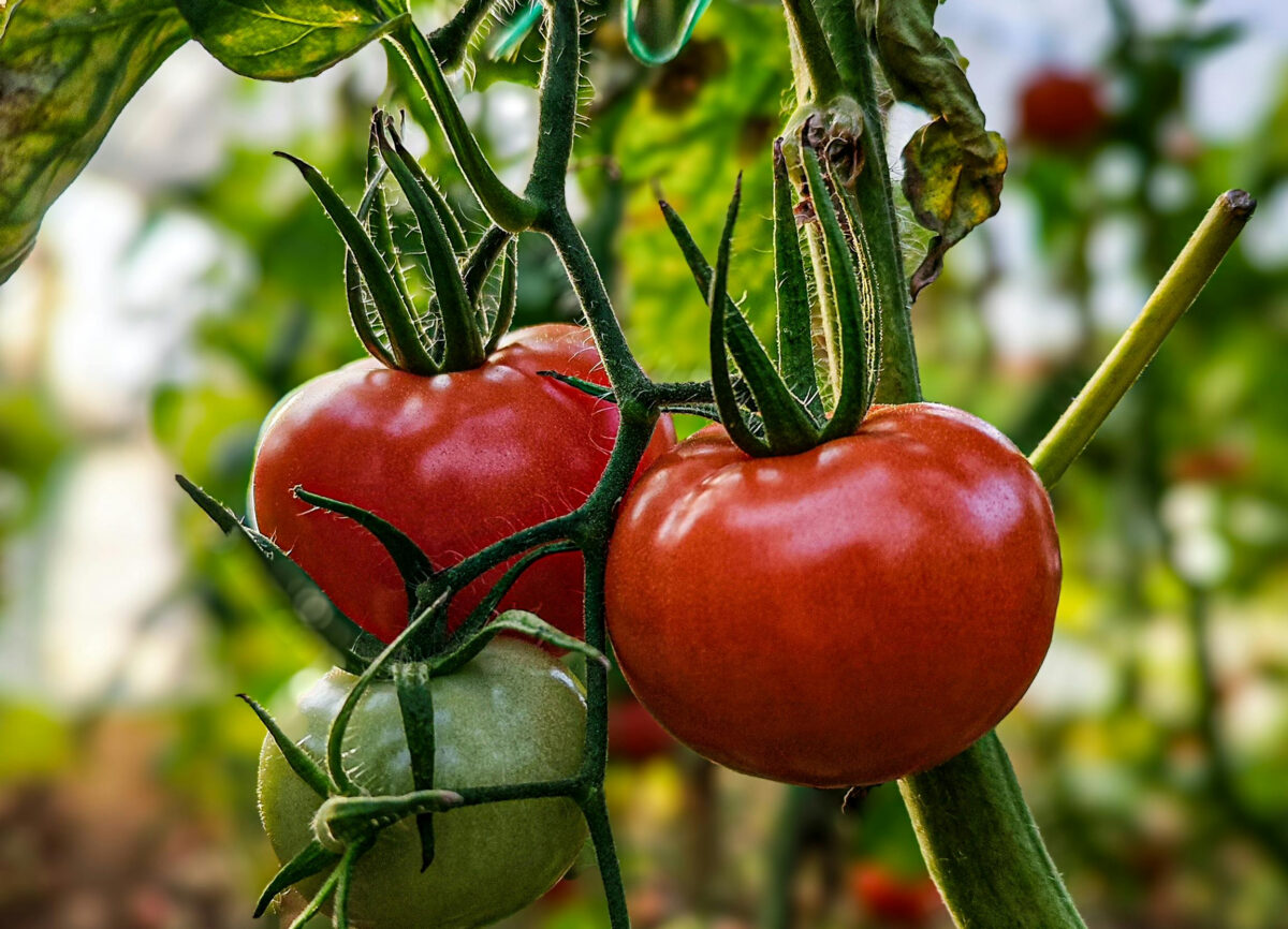 Filo di rame per difendere il pomodoro dalla peronospora