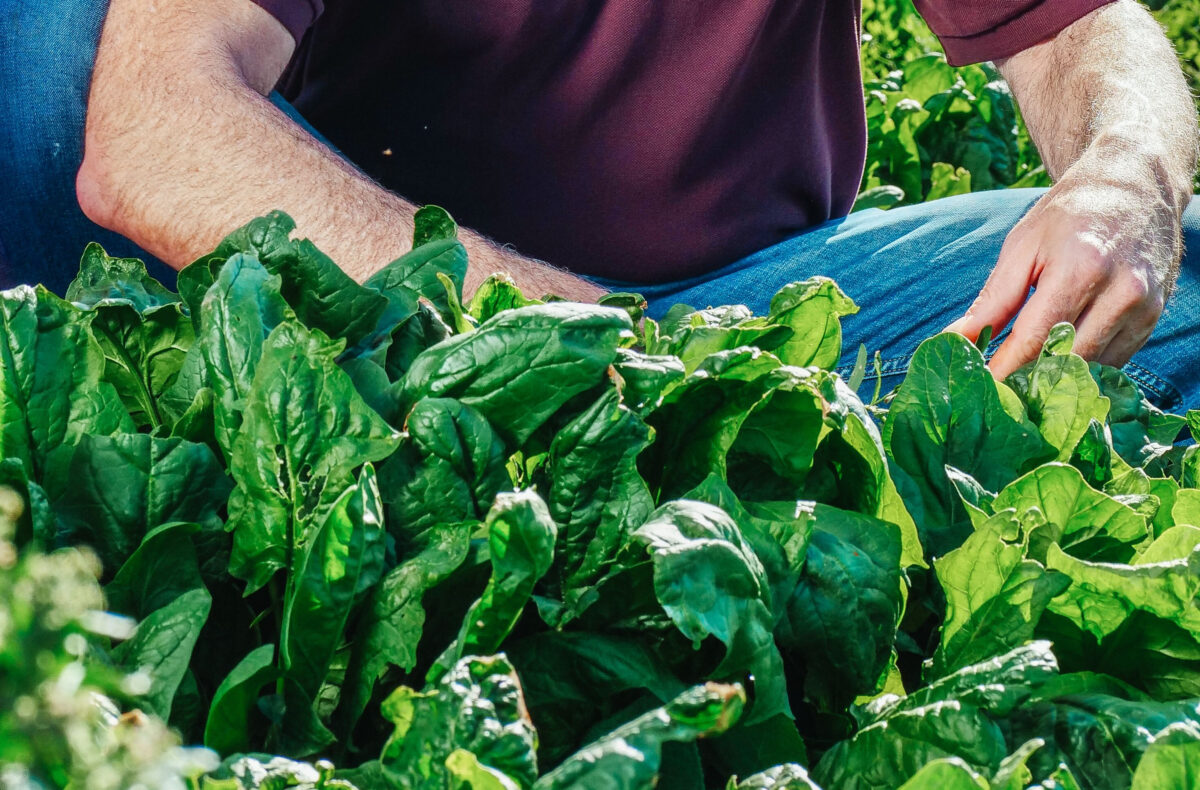 Agricoltura: come si dinamizzano i preparati biodinamici